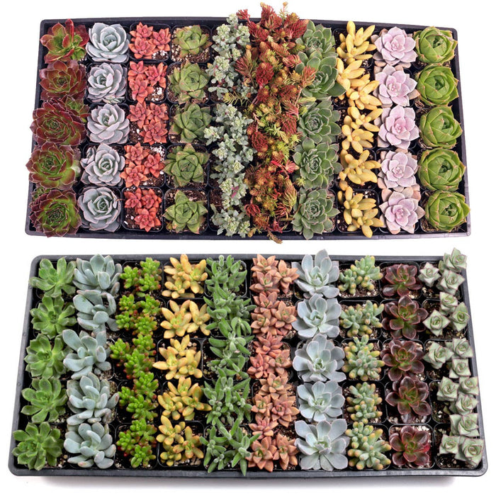 Mountain Crest Gardens - Best Value Succulents