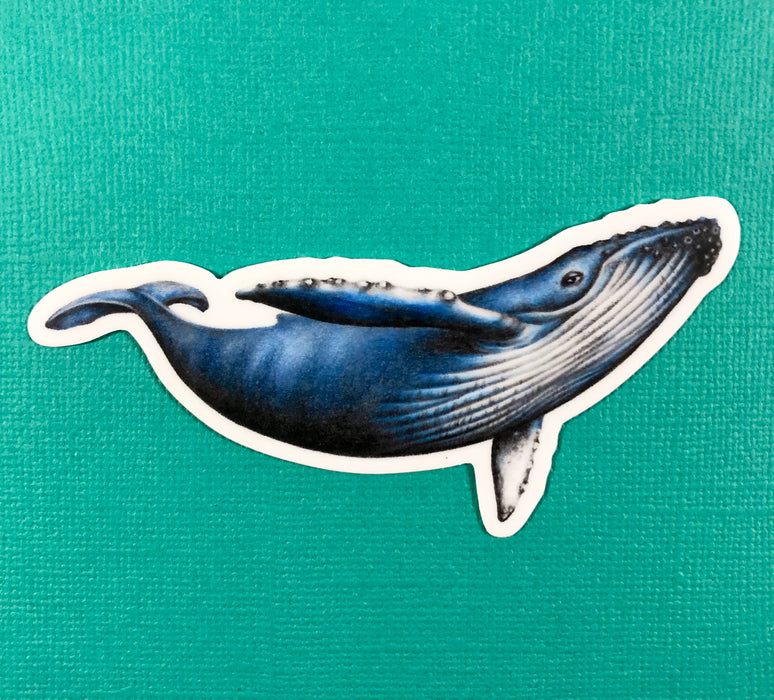 Abundance Illustration - Humpback whale sticker