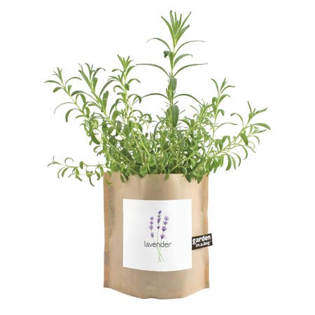 Potting Shed Creations Garden in a Bag | Lavender