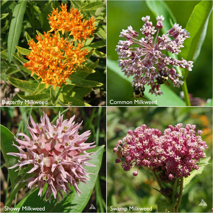 Potting Shed Creations, Ltd. Scatter Garden | Monarch Milkweed