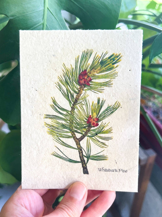 Marissa Kay Apothecary - Plantable Seed Card || Zero Waste || Supports Women MVW6
