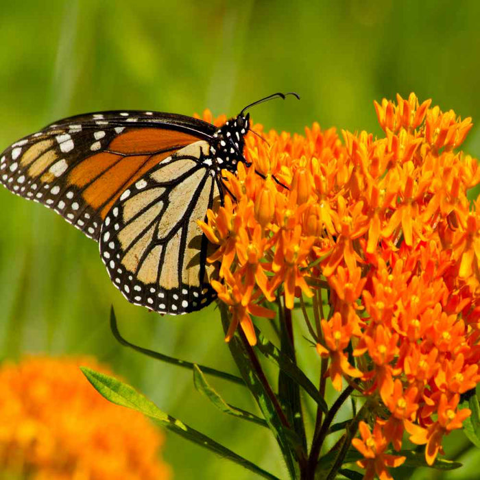 Potting Shed Creations, Ltd. Scatter Garden | Monarch Milkweed