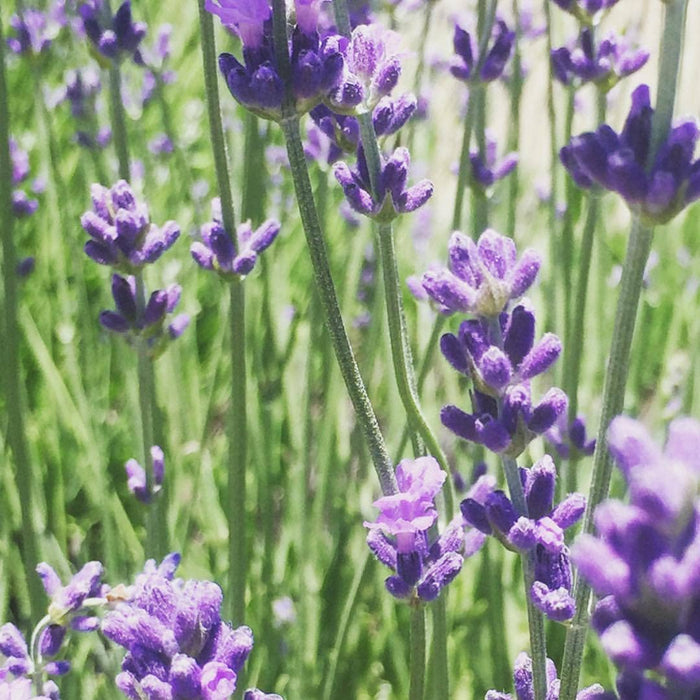 Potting Shed Creations Garden in a Bag | Lavender