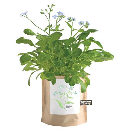 Potting Shed Creations, Ltd. - Garden in a Bag | Love - Forget Me Nots | Mother's Day