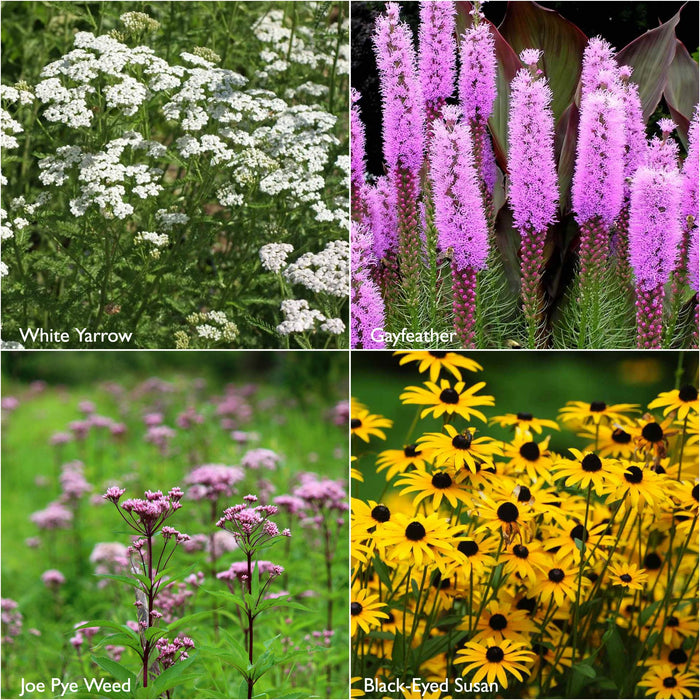 Potting Shed Creations, Ltd. - Garden Sprinkles | Monarch Milkweed & Flower Garden | Spring