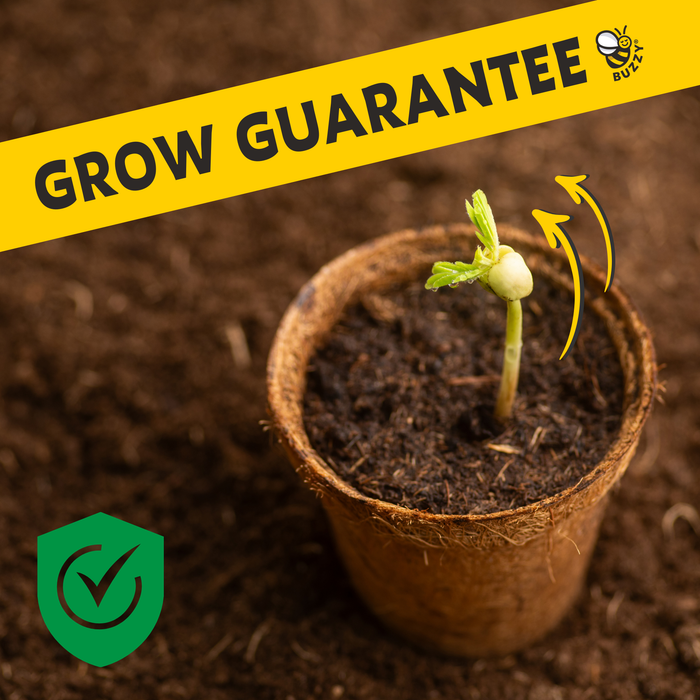 Buzzy Seeds Grow Gifts - Mini Grow Pot Daisy Kit | Indoor Grow Kit | Gardening Gift