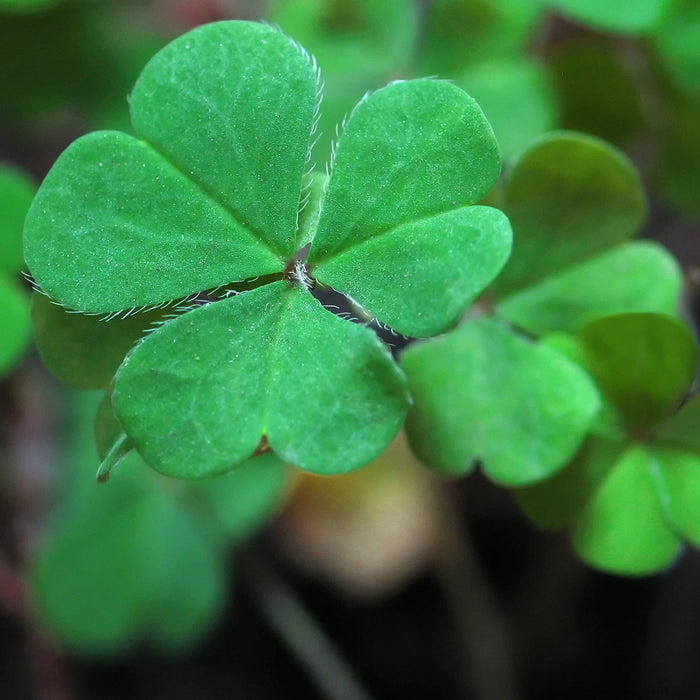 Potting Shed Creations, Ltd. - Garden Sprinkles | Good Luck Clover | St Patrick's Day