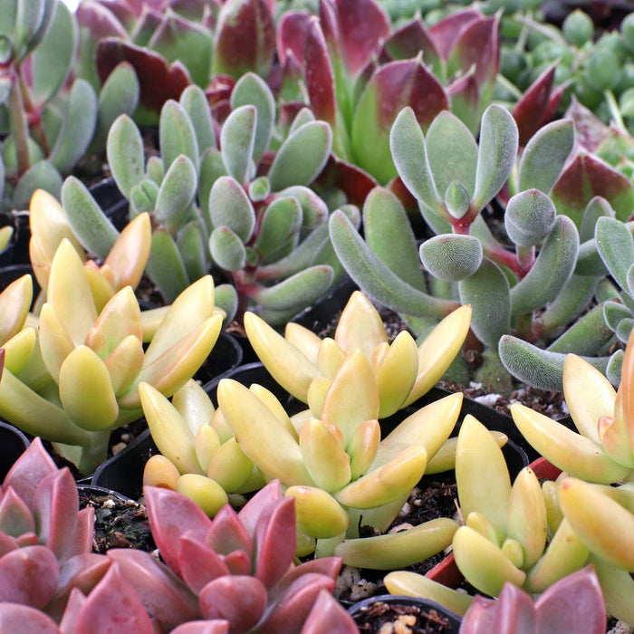 Mountain Crest Gardens - Best Value Succulents