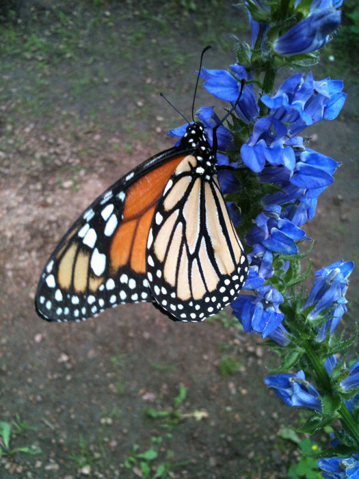 Potting Shed Creations, Ltd. - Garden Sprinkles | Monarch Milkweed & Flower Garden | Spring