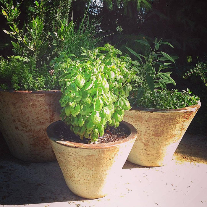 Potting Shed Creations, Ltd. - Garden Maker Culinary Herbs | Best Seller | Spring Kitchen 