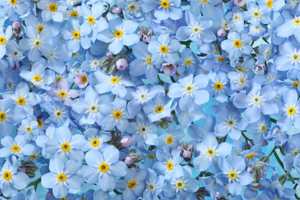 Bentley Seed Co. - Vintage Gift - Forget Me Not Seed Packets