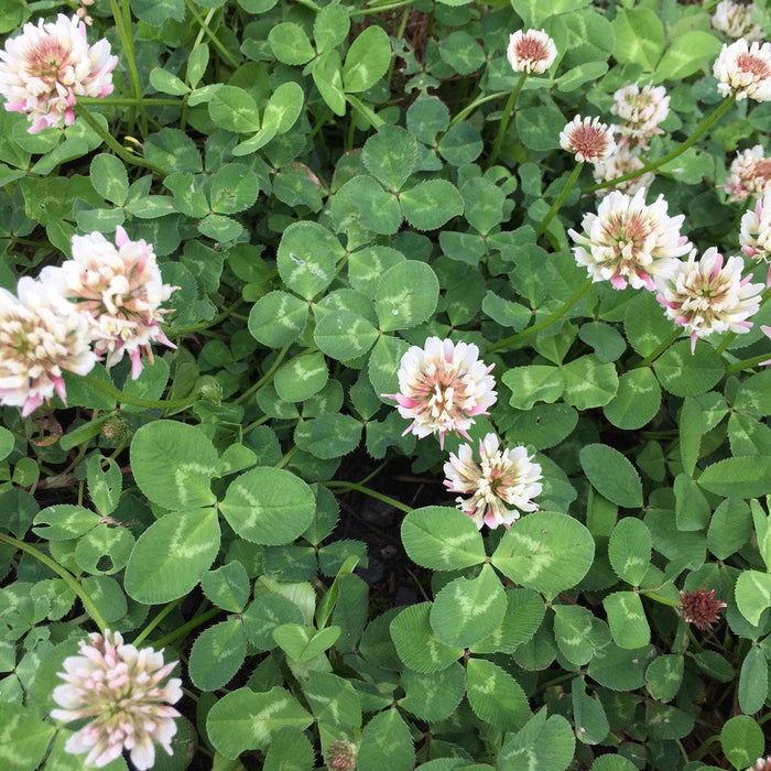 Potting Shed Creations, Ltd. - Garden Sprinkles | Good Luck Clover | St Patrick's Day