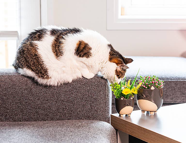 Abbott - Sm Cat on Legs Planter-3" H