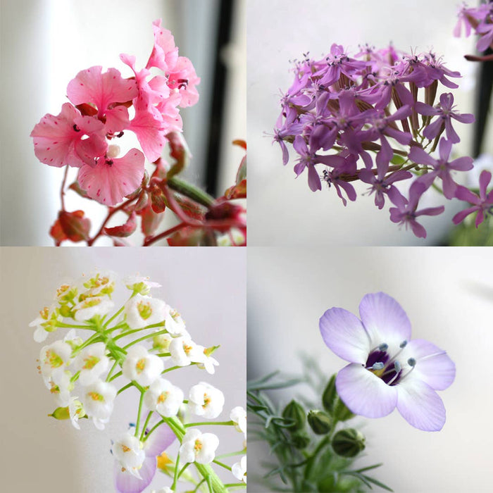 Seedy Cards - Plantable Seed Paper Greeting Card - Happy Valentine's Day