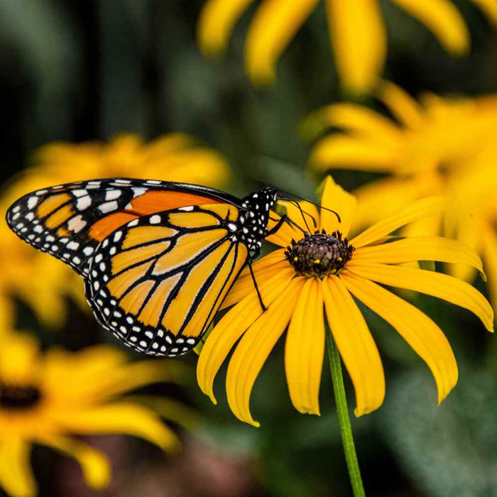 Potting Shed Creations, Ltd. - Garden Sprinkles | Monarch Milkweed & Flower Garden | Spring