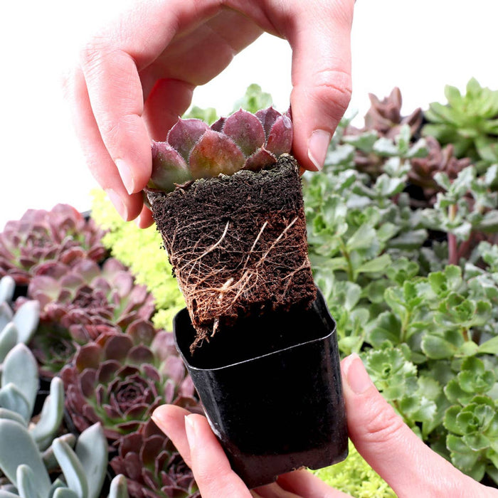 Mountain Crest Gardens - Best Value Succulents