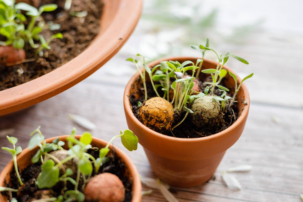 Buzzy Seeds Grow Gifts - “A Gift for You” Wildflower Egg Carton | 6 Seed Balls
