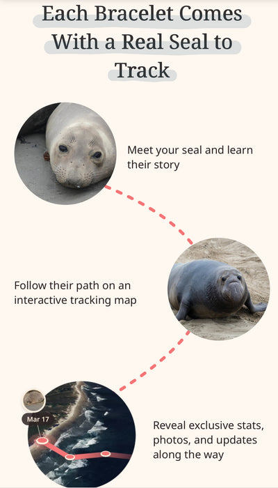 fahlo seal tracking bracelet