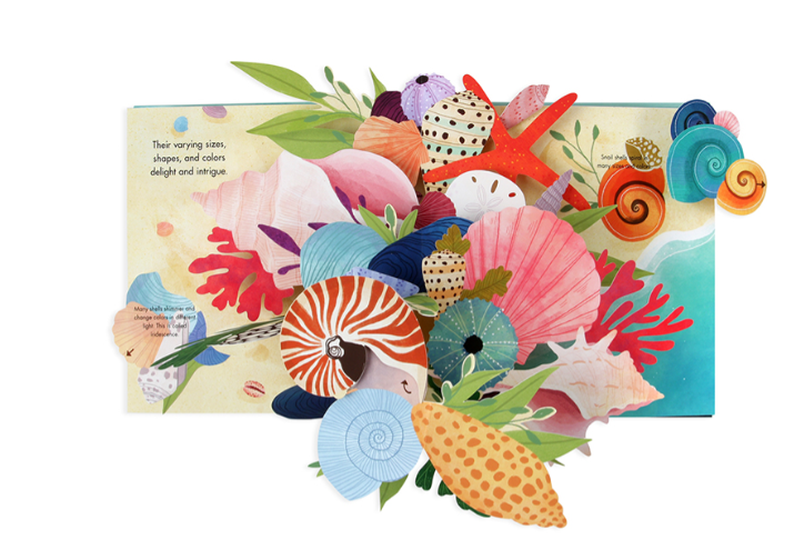 Up with Paper 'Shells' A Pop up Book of Wonder