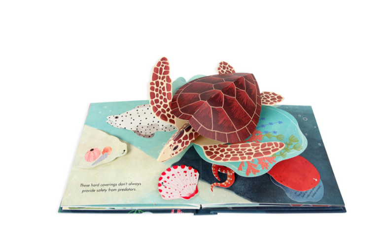 Up with Paper 'Shells' A Pop up Book of Wonder