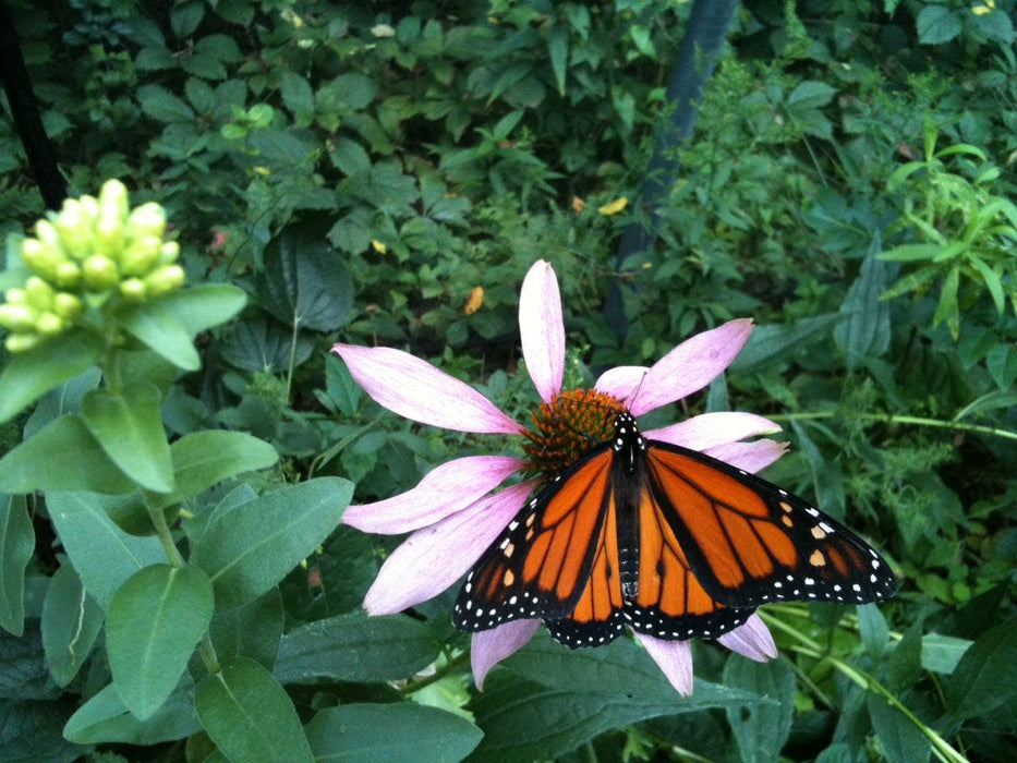 Potting Shed Creations, Ltd. - Scatter Garden | Butterfly Habitat | Best Seller