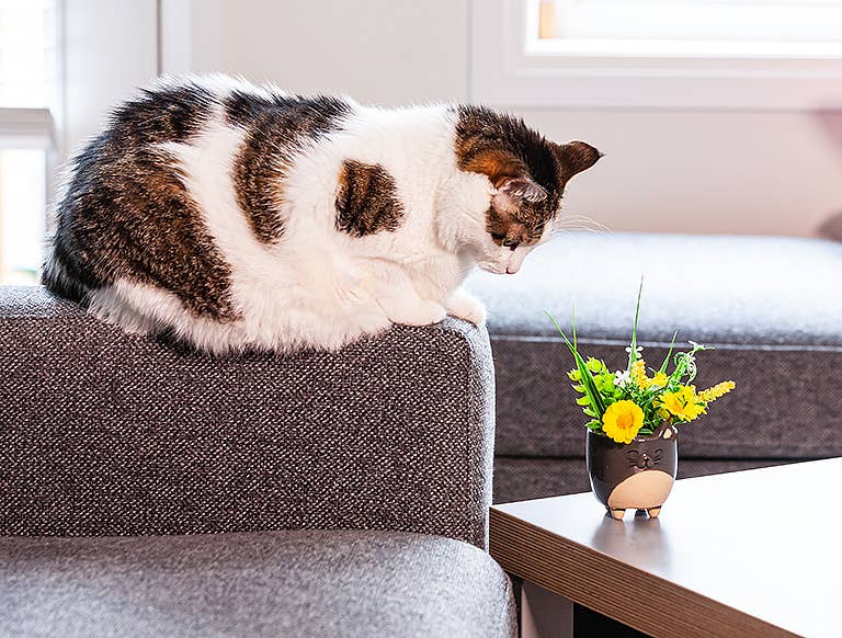 Abbott - Sm Cat on Legs Planter-3" H