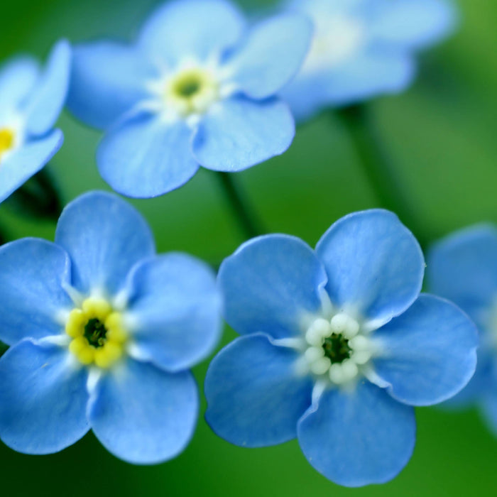 Potting Shed Creations, Ltd. - Garden in a Bag | Love - Forget Me Nots | Mother's Day