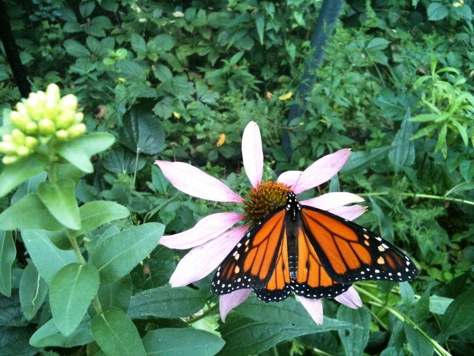 Potting Shed Creations, Ltd. - Garden Sprinkles | Monarch Milkweed & Flower Garden | Spring