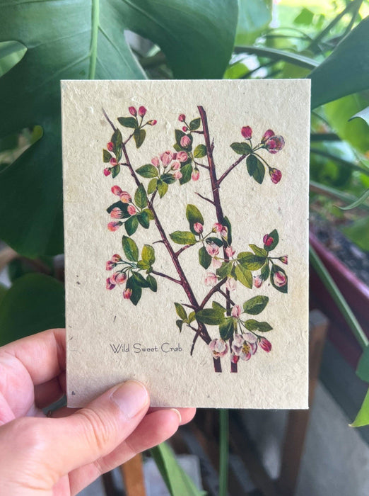 Marissa Kay Apothecary - Plantable Seed Card || Wild Sweet Crab || Supports Women