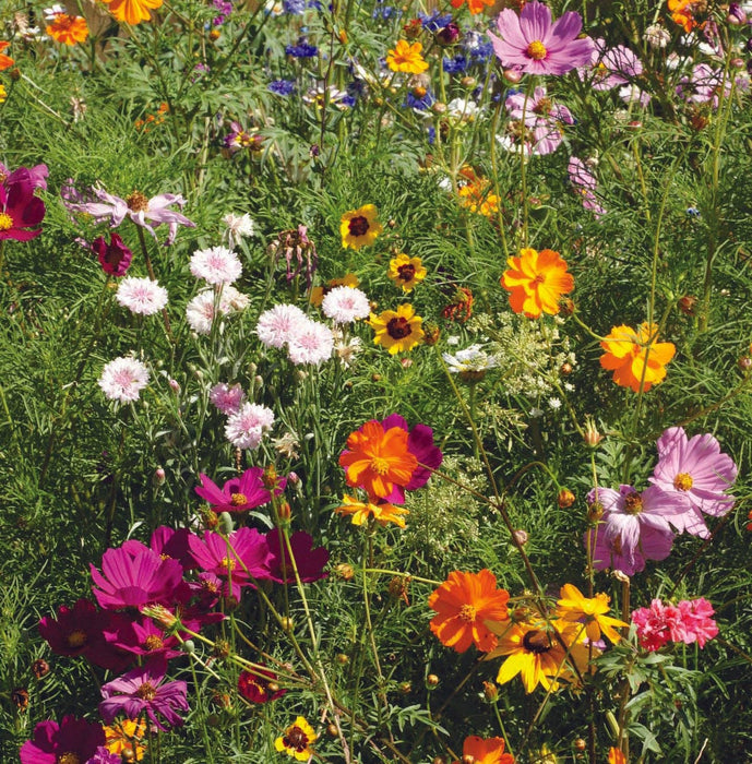Bentley Seed Co. - Thank You Today Everyday - Pollinator Flower Mix Seed Packets