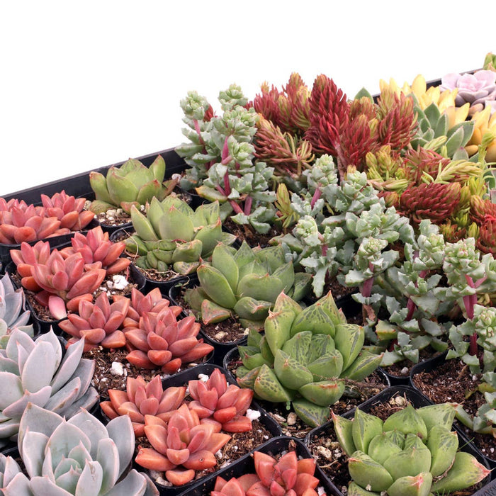 Mountain Crest Gardens - Best Value Succulents