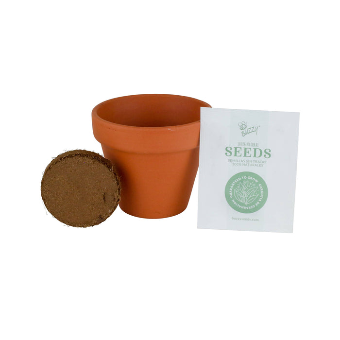 Buzzy, Inc. - Buzzy Seeds Classic (7cm) Terra Cotta Grow Kit - Daisy